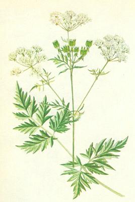 Mikovit - Kerblk lesn