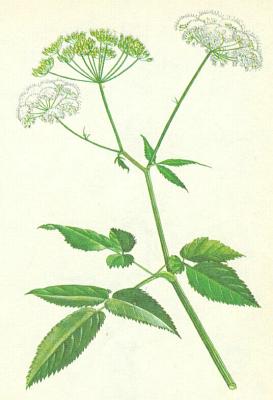 Mikovit - Brlice koz noha