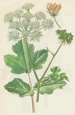 Mikovit - Bolevnk obecn