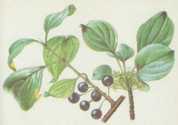 eetlkovit - eetlk poistiv