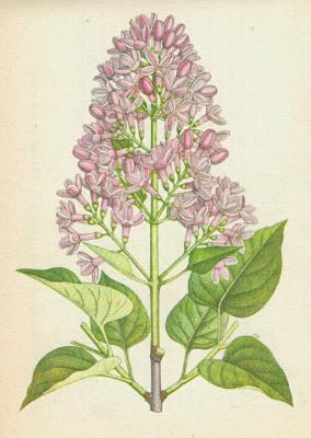 Olivovnkovit - ek obecn