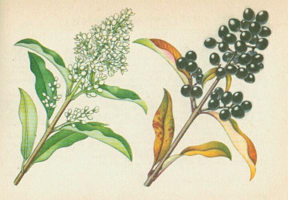 Olivovnkovit - Pta zob obecn