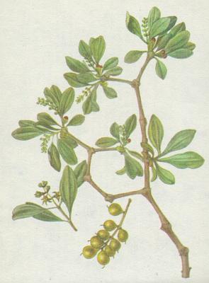 Ochmetovit - Ochmet evropsk