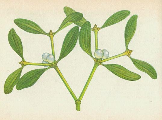 Ochmetovit - Jmel listnov