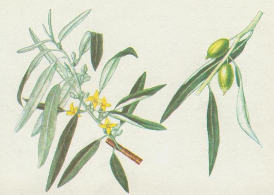 Hloinovit - Hloina zkolist