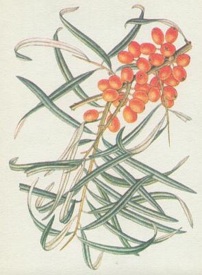 Hloinovit - Rakytnk eetlkovit