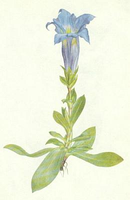 Hocovit - Hoec Clusiv