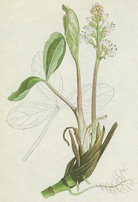 Vachtovit - Vachta trojlist