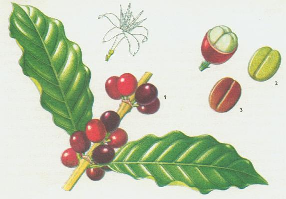 Moenovit - Kvovnk arabsk