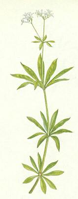 Moenovit - Mainka vonn