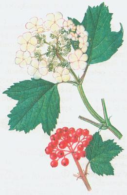 Zimolezovit - Kalina obecn