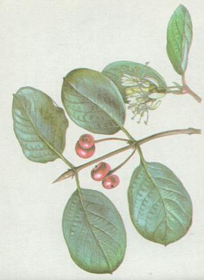 Zimolezovit - Zimolez obecn