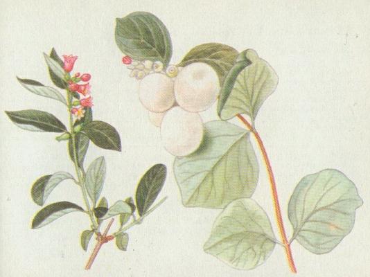 Zimolezovit - Pmelnk bl