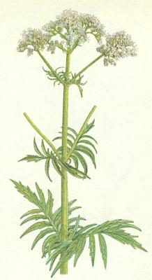 Kozlkovit - Kozlk lkask