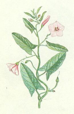 Svlacovit - Svlaec roln