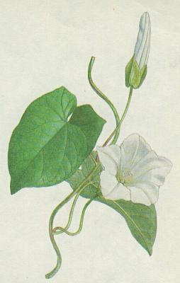 Svlacovit - Opletnk plotn