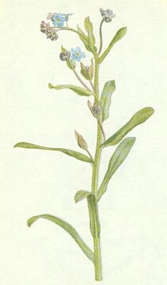 Brutnkovit - Pomnnka lesn