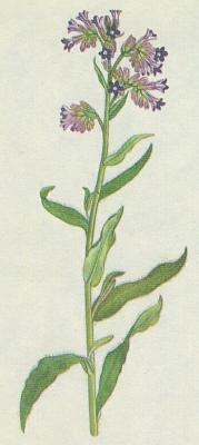 Brutnkovit - Pilt lkask