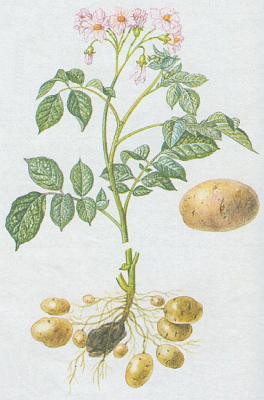 Lilkovit - Brambor obecn