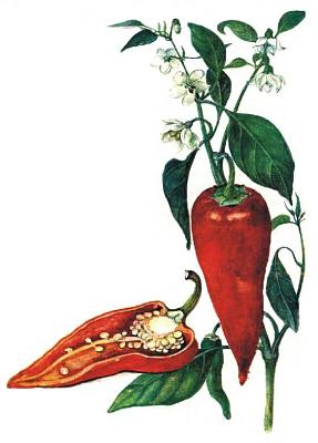 Lilkovit - Paprika ron