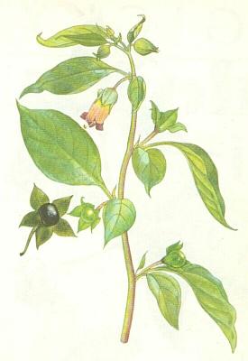 Lilkovit - Rulk zlomocn