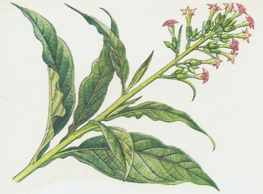 Lilkovit - Tabk virgnsk