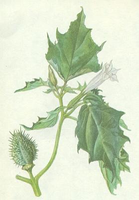 Lilkovit - Durman obecn