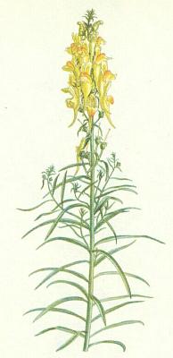 Krtinkovit - Lnice obecn