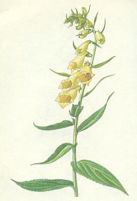 Krtinkovit - Nprstnk velkokvt