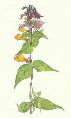 Krtinkovit - ern hajn