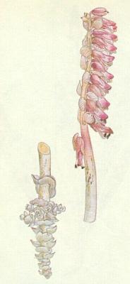 Krtinkovit - Podblek upinat