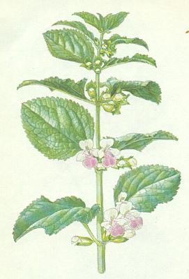 Hluchavkovit - Medovnk velkokvt