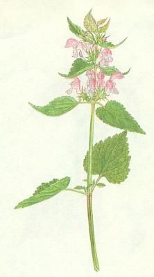 Hluchavkovit - Hluchavka skvrnit