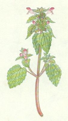 Hluchavkovit - Hluchavka nachov