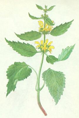 Hluchavkovit - Pitulnk lut