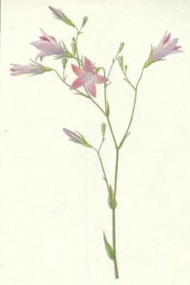 Zvonkovit - Zvonek rozkladit