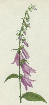 Zvonkovit - Zvonek epkovit