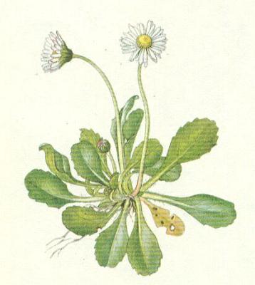 Hvzdnicovit - Sedmikrska obecn