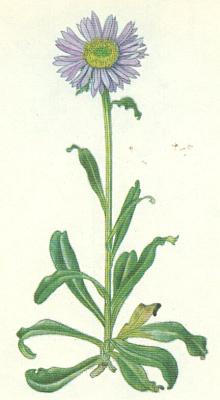 Hvzdnicovit - Hvzdnice alpsk