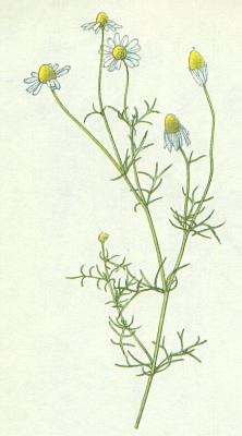 Hvzdnicovit - Hemnek prav