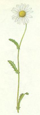 Hvzdnicovit - Kopretina bl