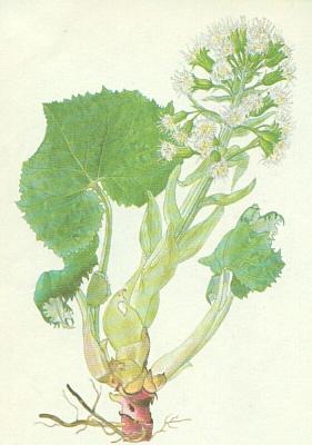 Hvzdnicovit - Devtsil bl