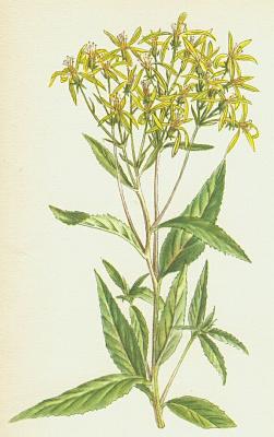 Hvzdnicovit - Starek hajn