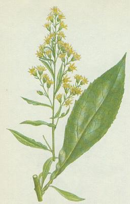 Hvzdnicovit - Zlatobl obecn