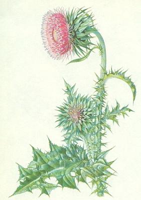 Hvzdnicovit - Bodlk nic