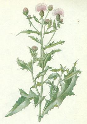 Hvzdnicovit - Pch roln