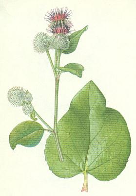 Hvzdnicovit - Lopuch plstnat