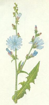 ekankovit - ekanka obecn