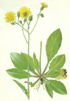 ekankovit - Jestbnk zedn