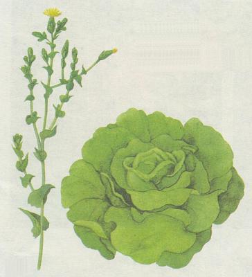 Čekankovité - Locika salátová